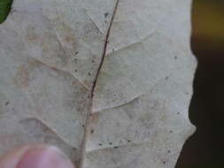 Image de Olearia furfuracea (A. Rich. & Lesson) Hook. fil.