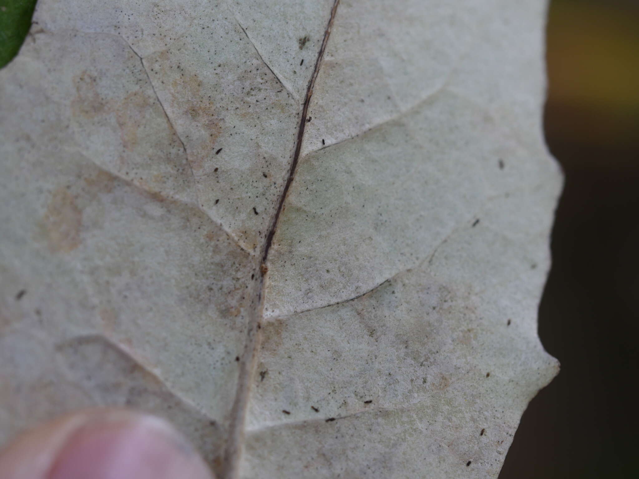 Image de Olearia furfuracea (A. Rich. & Lesson) Hook. fil.