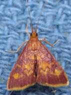 Image of Mint-loving Pyrausta