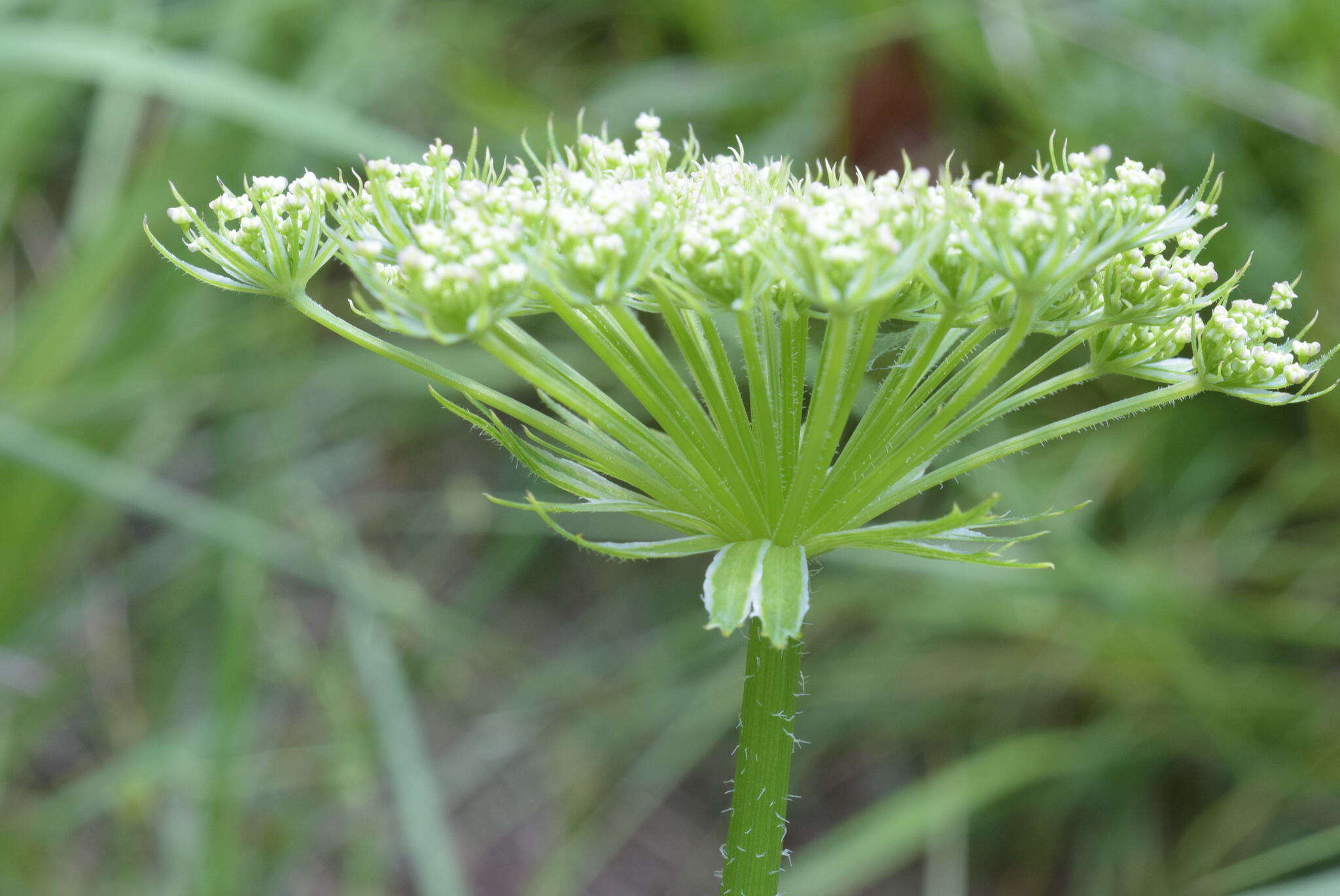 Imagem de Laserpitium nitidum Zanted.