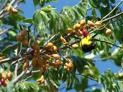 Image of Yellow-backed Oriole