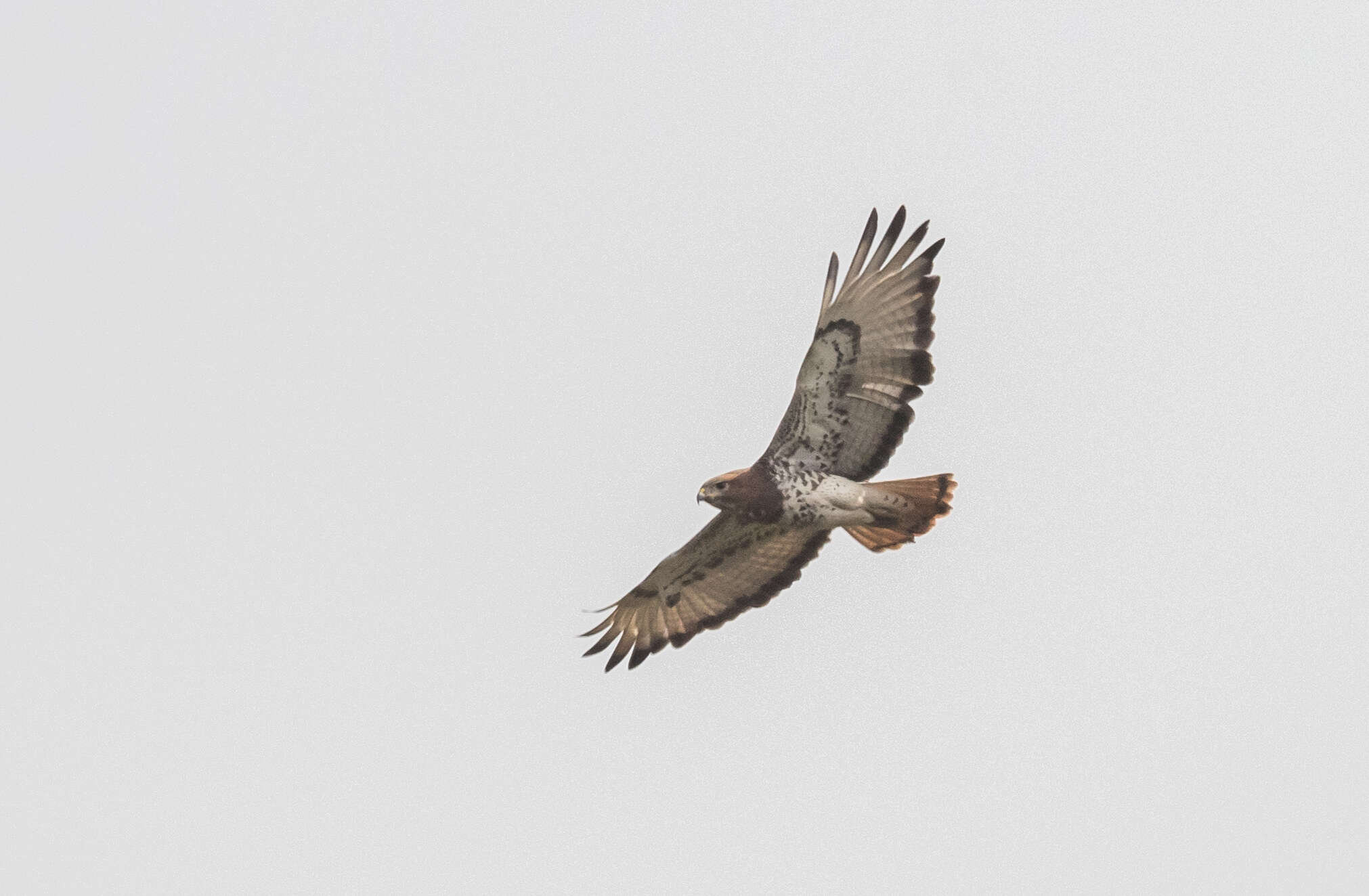 Image of African Red-tailed Buzzard