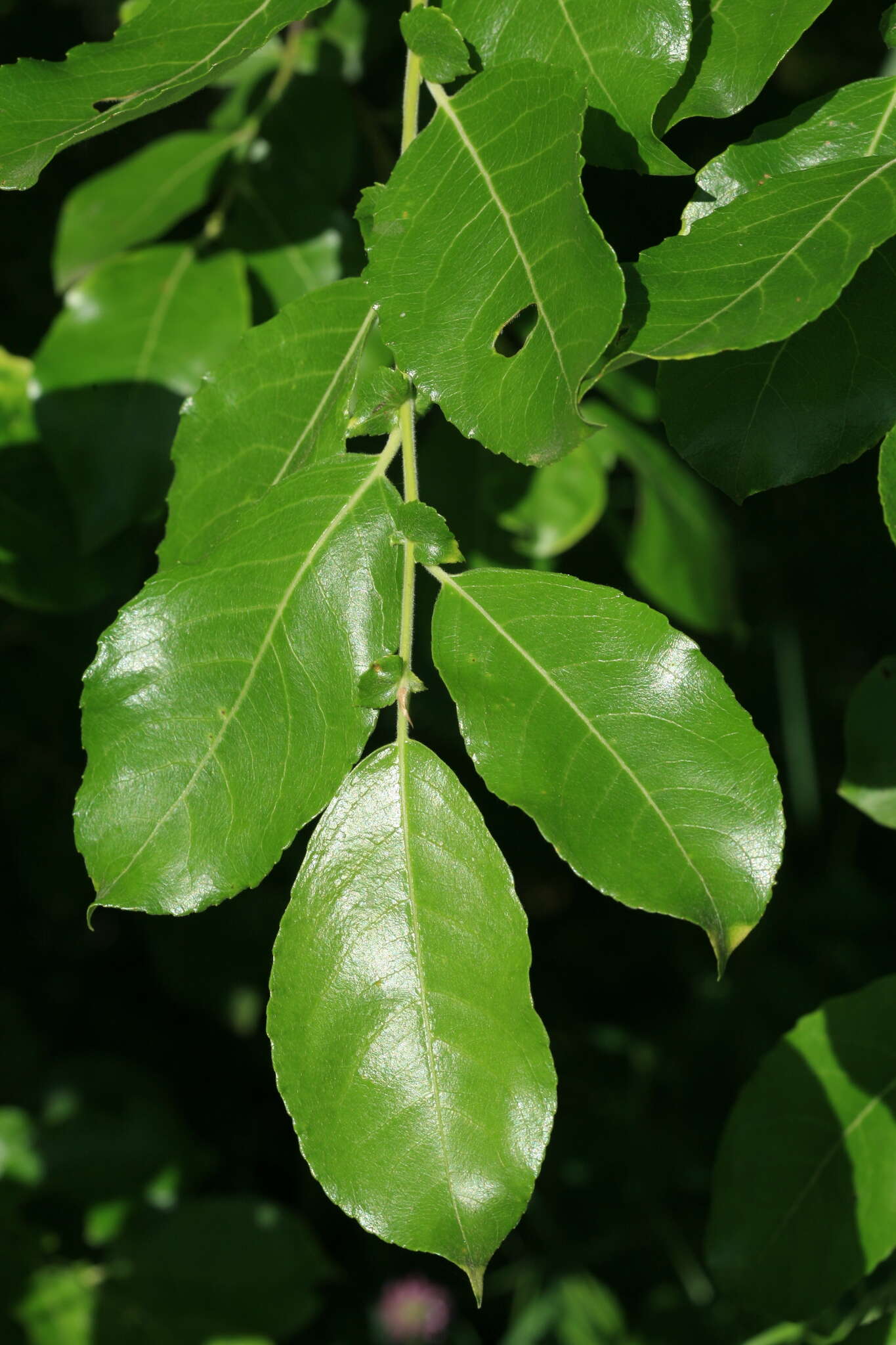 Image de Salix pyrolifolia Ledeb.