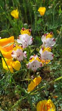 Image of Alstroemeria pulchra subsp. pulchra