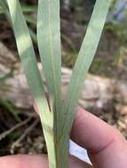 Image of Grevillea venusta R. Br.