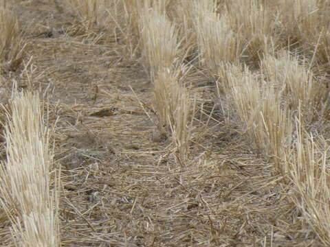 Image of Smith's Longspur