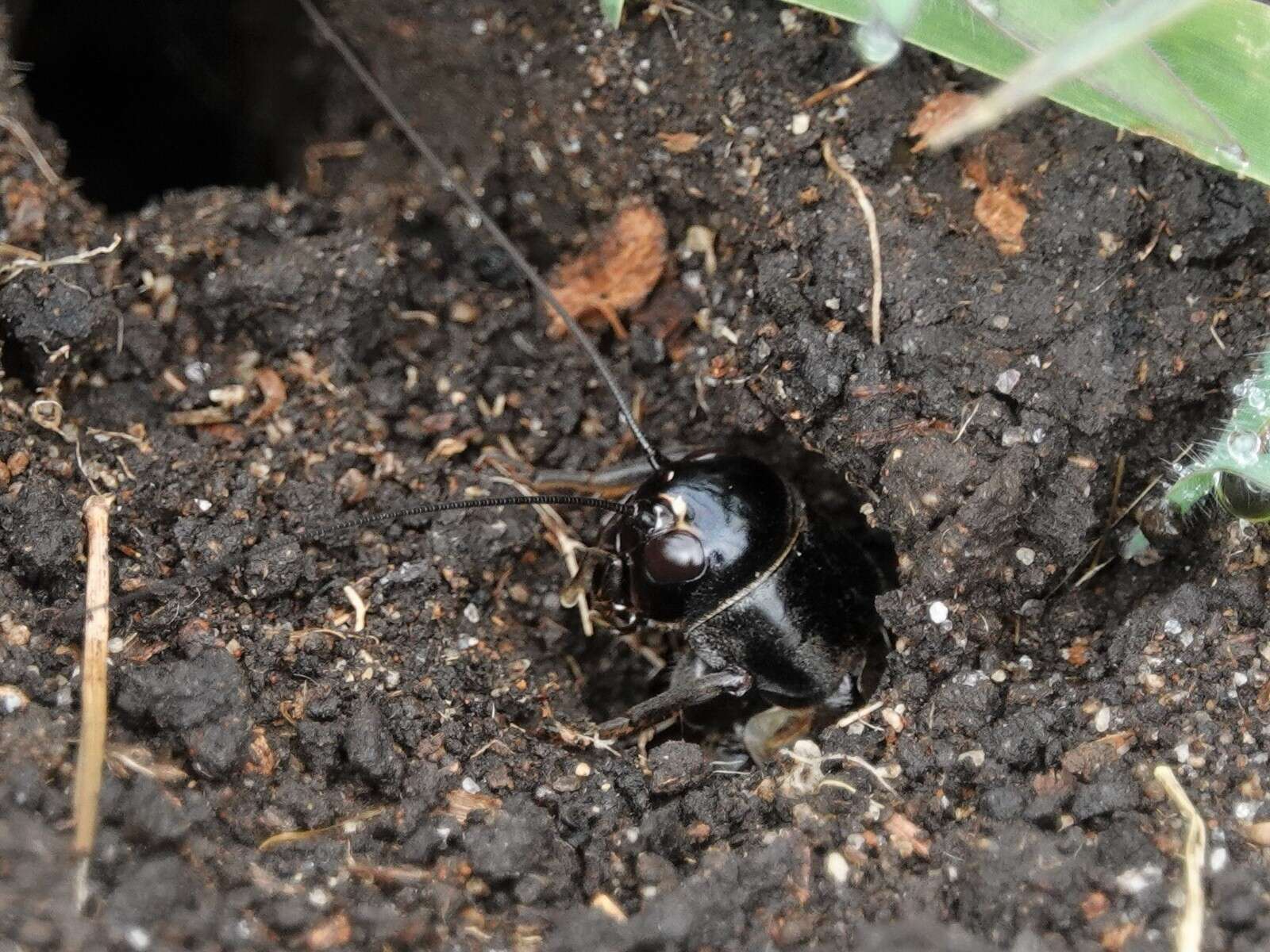 Image of black field cricket