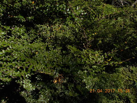 Image of Nothofagus cliffortioides (Hook. fil.) Oerst.