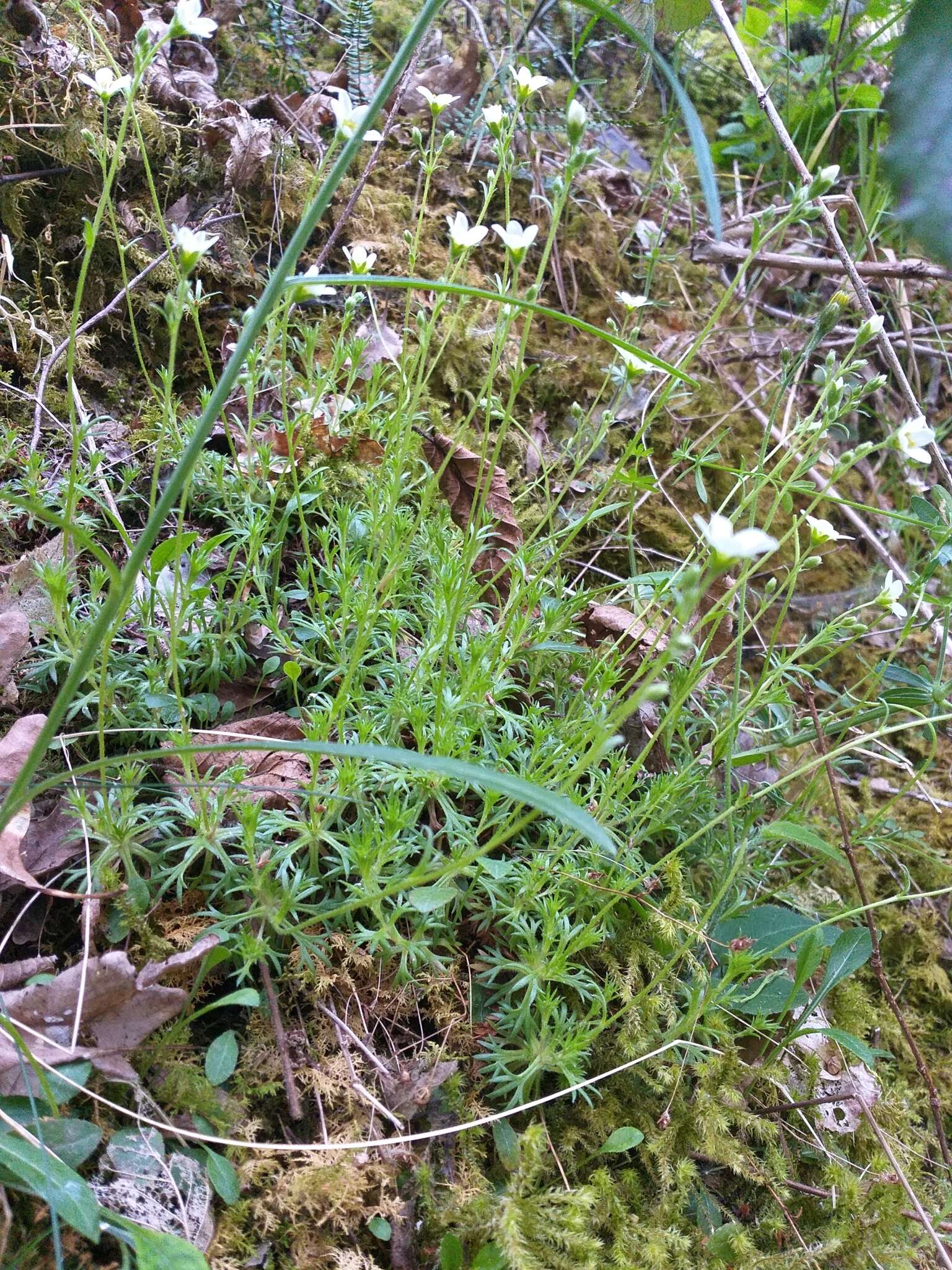 Imagem de Saxifraga rosacea Moench