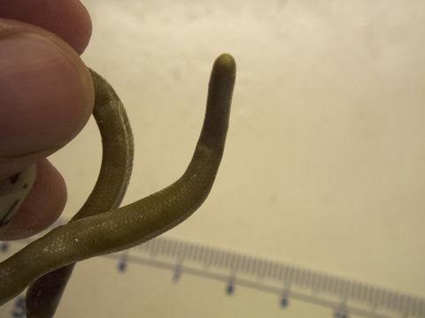 269.r17575 d argenteus 09 jpg.580x360