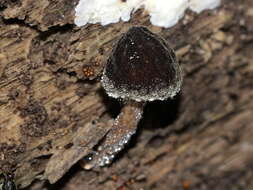 Слика од Pluteus granularis Peck 1885