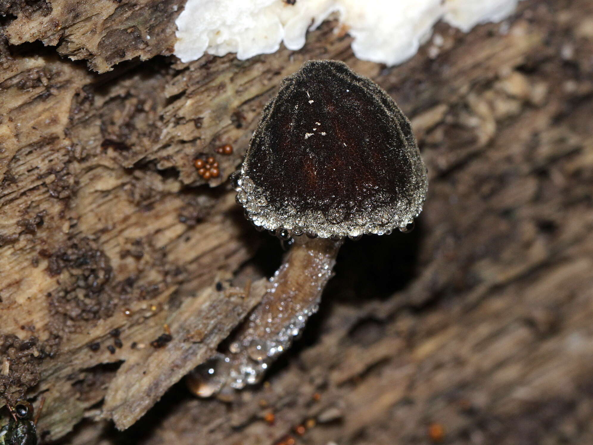 Image of Pluteus granularis Peck 1885