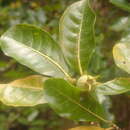 Imagem de Gardenia sambiranensis Rakoton. & A. P. Davis