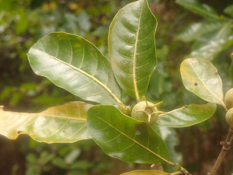 Sivun Gardenia sambiranensis Rakoton. & A. P. Davis kuva