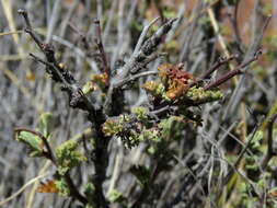 Image of Hermannia desertorum Eckl. & Zeyh.