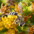 Image of Andrena isocomae Timberlake 1951