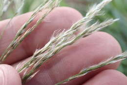 Image of sourgrass