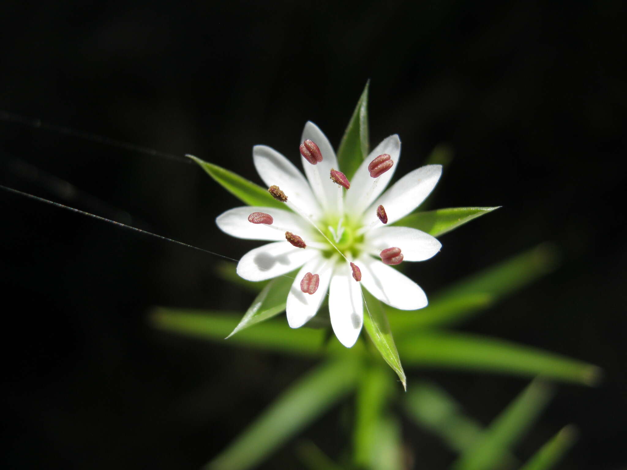 Image of Stellaria angustifolia Hook.