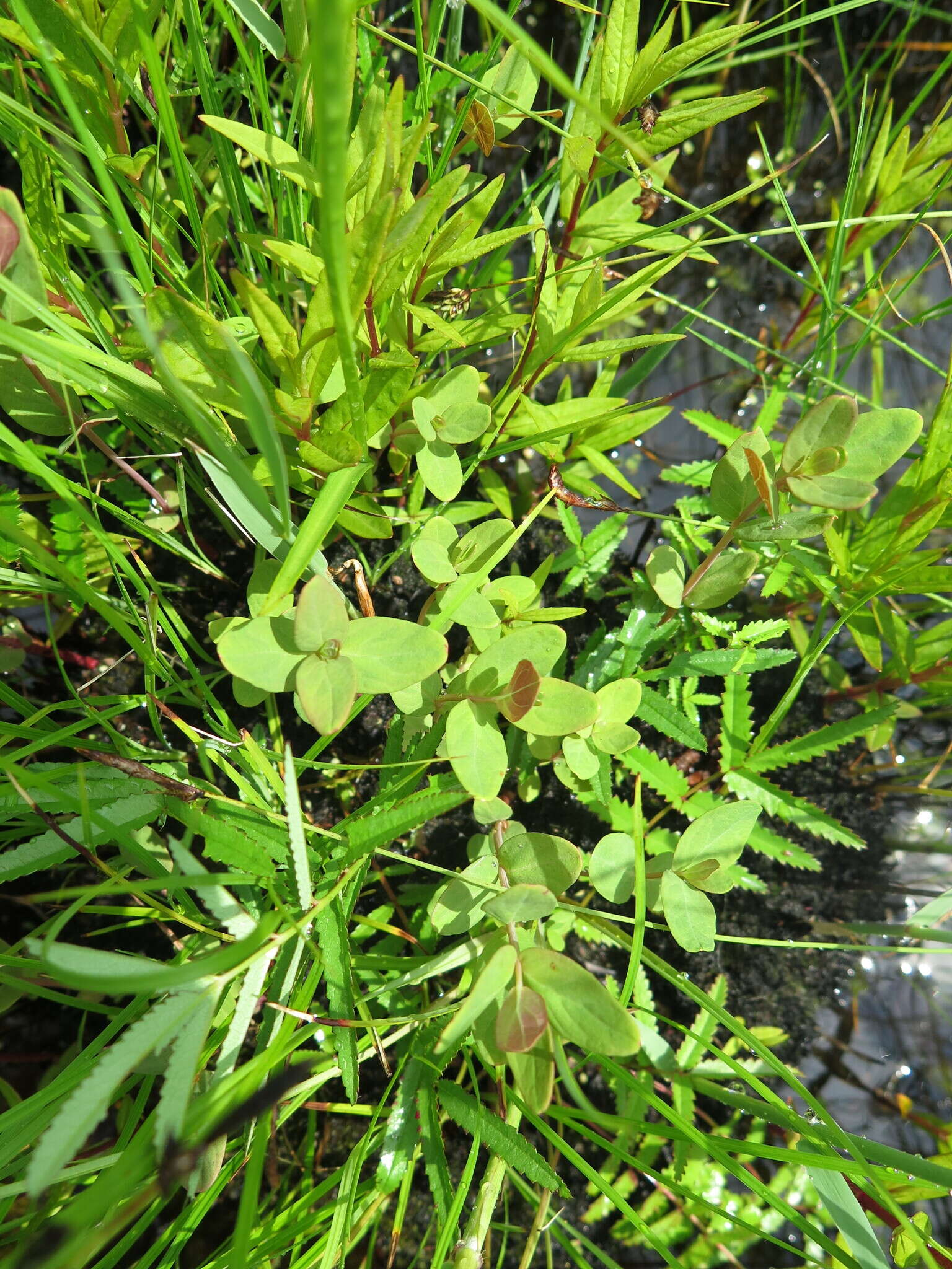 Image of Triadenum japonicum (Bl.) Makino