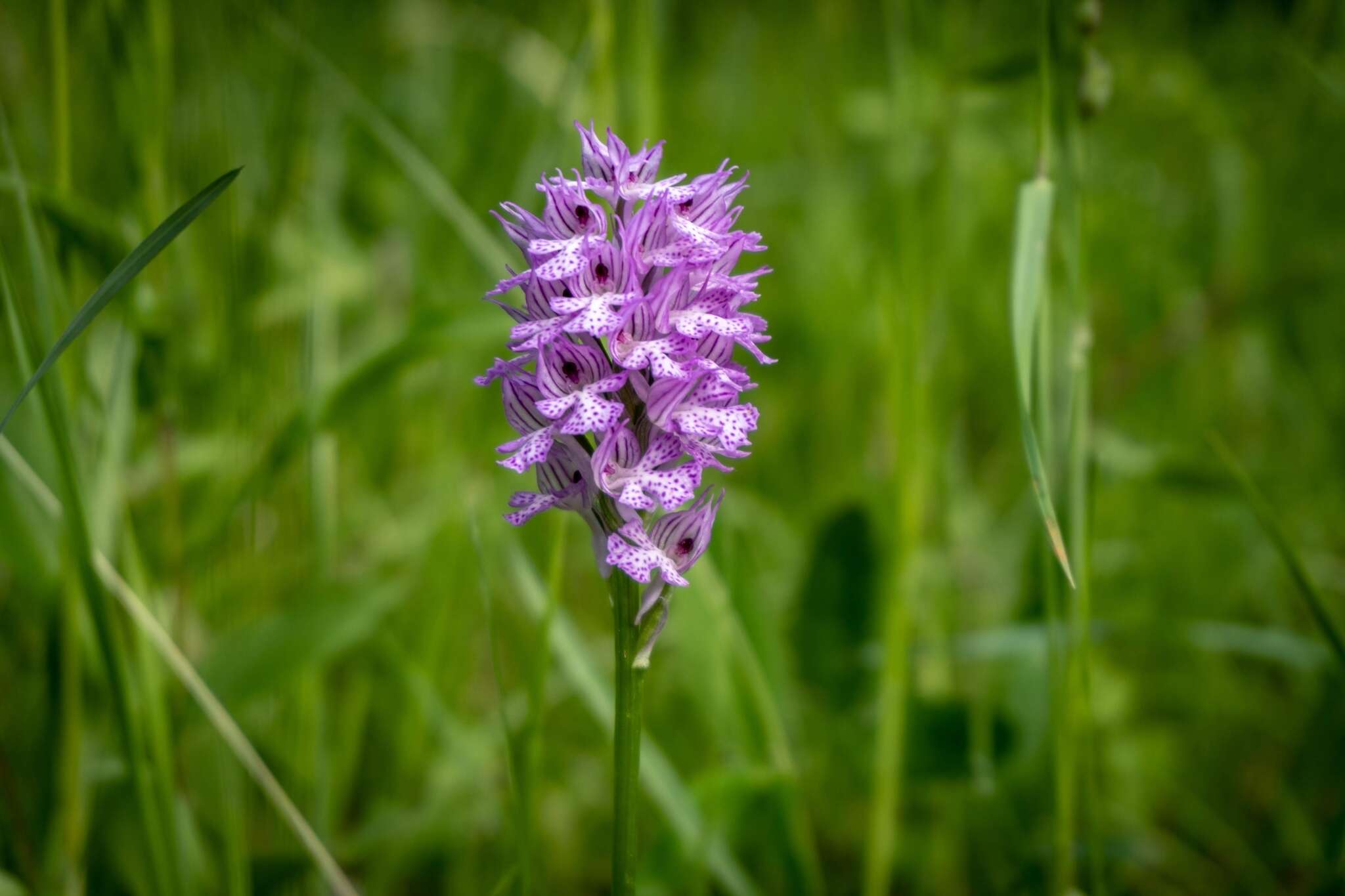 Image de Neotinea tridentata subsp. tridentata