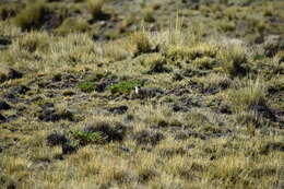 Image of Cream-winged Cinclodes