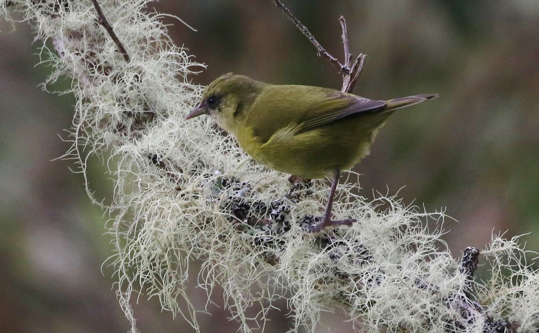 Image of Hawaii Creeper