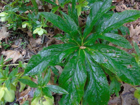 Image of Helleborus odorus subsp. cyclophyllus (A. Braun) Strid