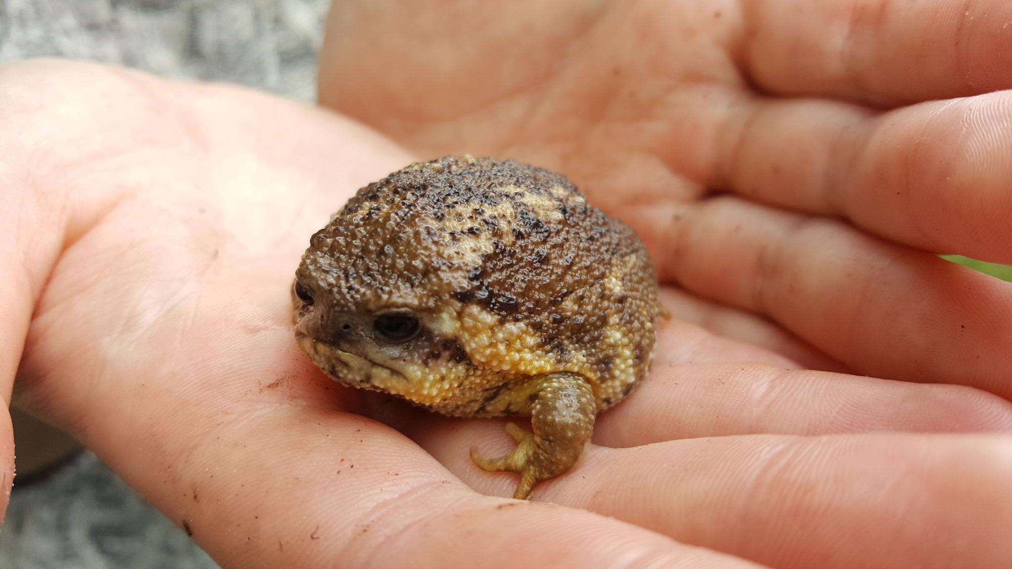 Image of Cape Rain Frog