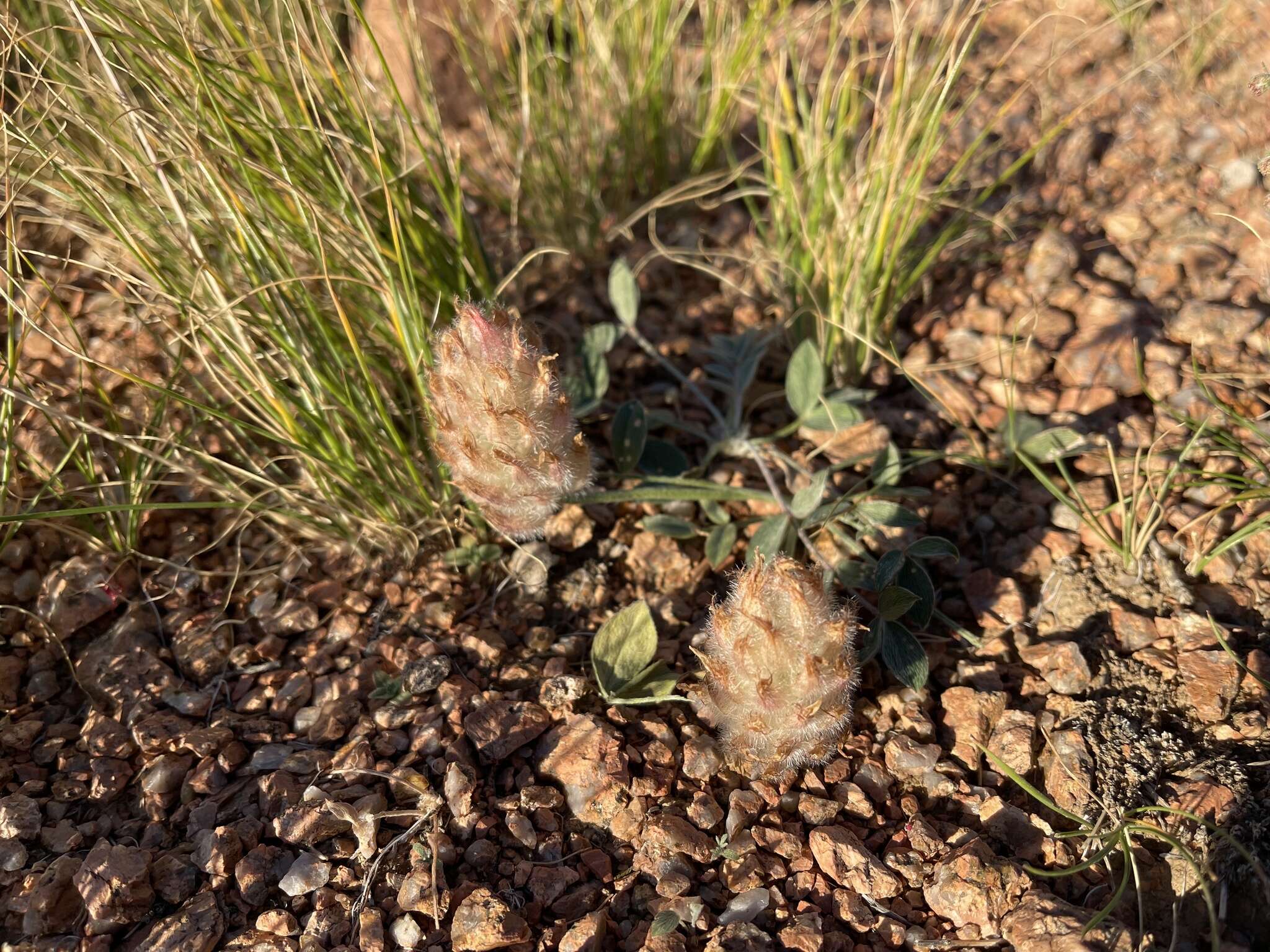 Plancia ëd Astragalus laguroides Pall.