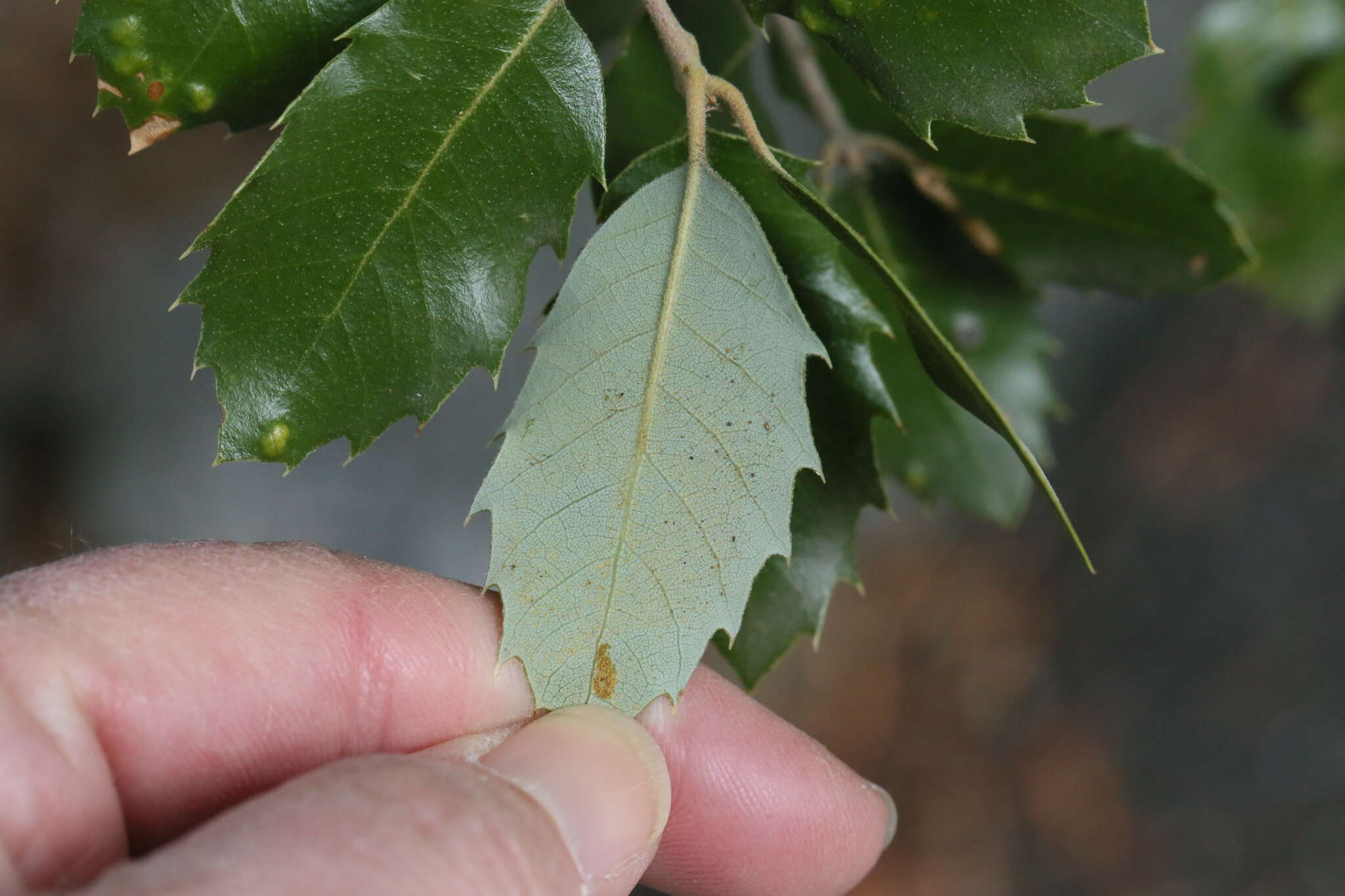 Слика од Quercus chrysolepis Liebm.