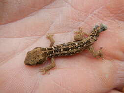 Image of Spotted Gecko