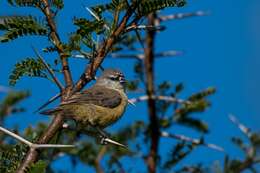 Image of Cape Penduline Tit