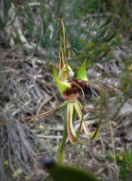 Image of Mantis orchids