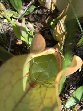 Image of Rosy Pitcherplant