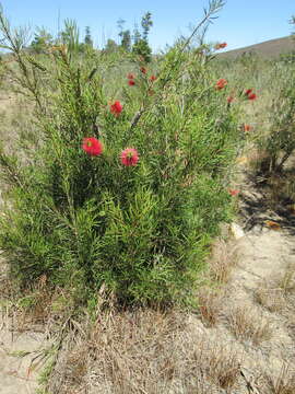 صورة Callistemon linearis (Schrad. & Wendl.) Colv. ex Sweet