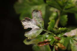 Image of Podosphaera clandestina (Wallr.) Lév. 1851