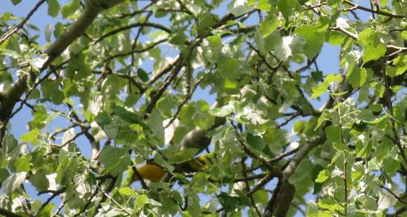 Image of Eurasian Golden Oriole