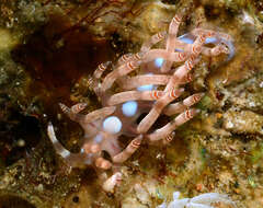 Image of Beautiful red-ring pastel slug