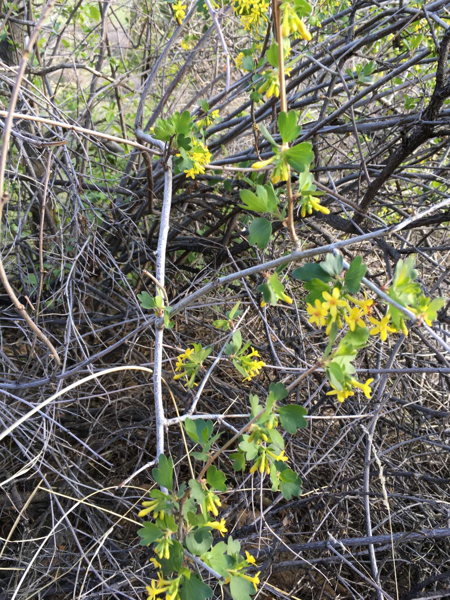 Sivun Ribes aureum var. villosum DC. kuva