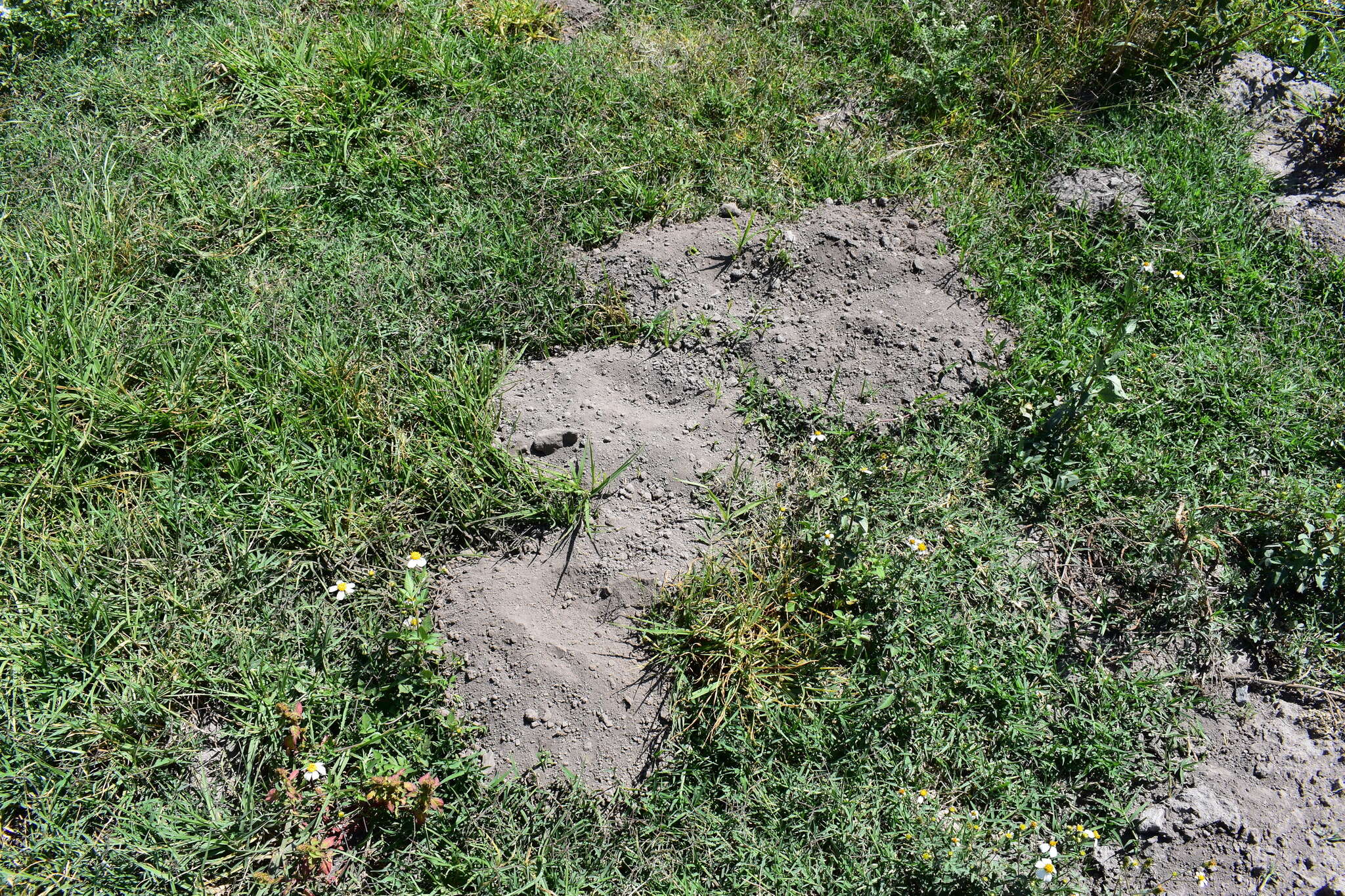 Image of pocket gopher