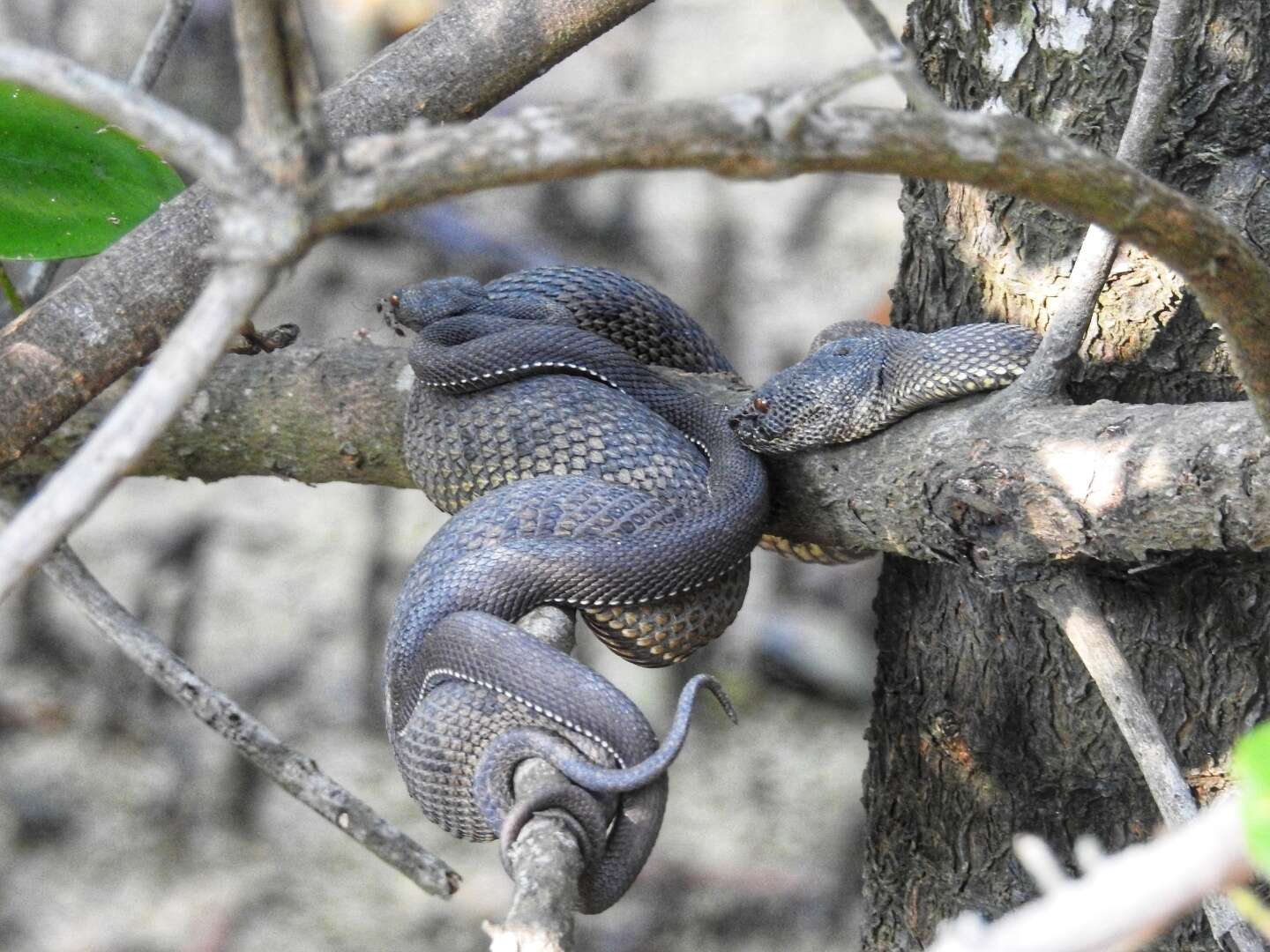 Trimeresurus purpureomaculatus (Gray 1832) resmi