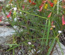 Image of Euphorbia sphaerorhiza Benth.