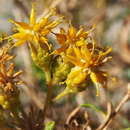 Image of Isocoma acradenia var. acradenia