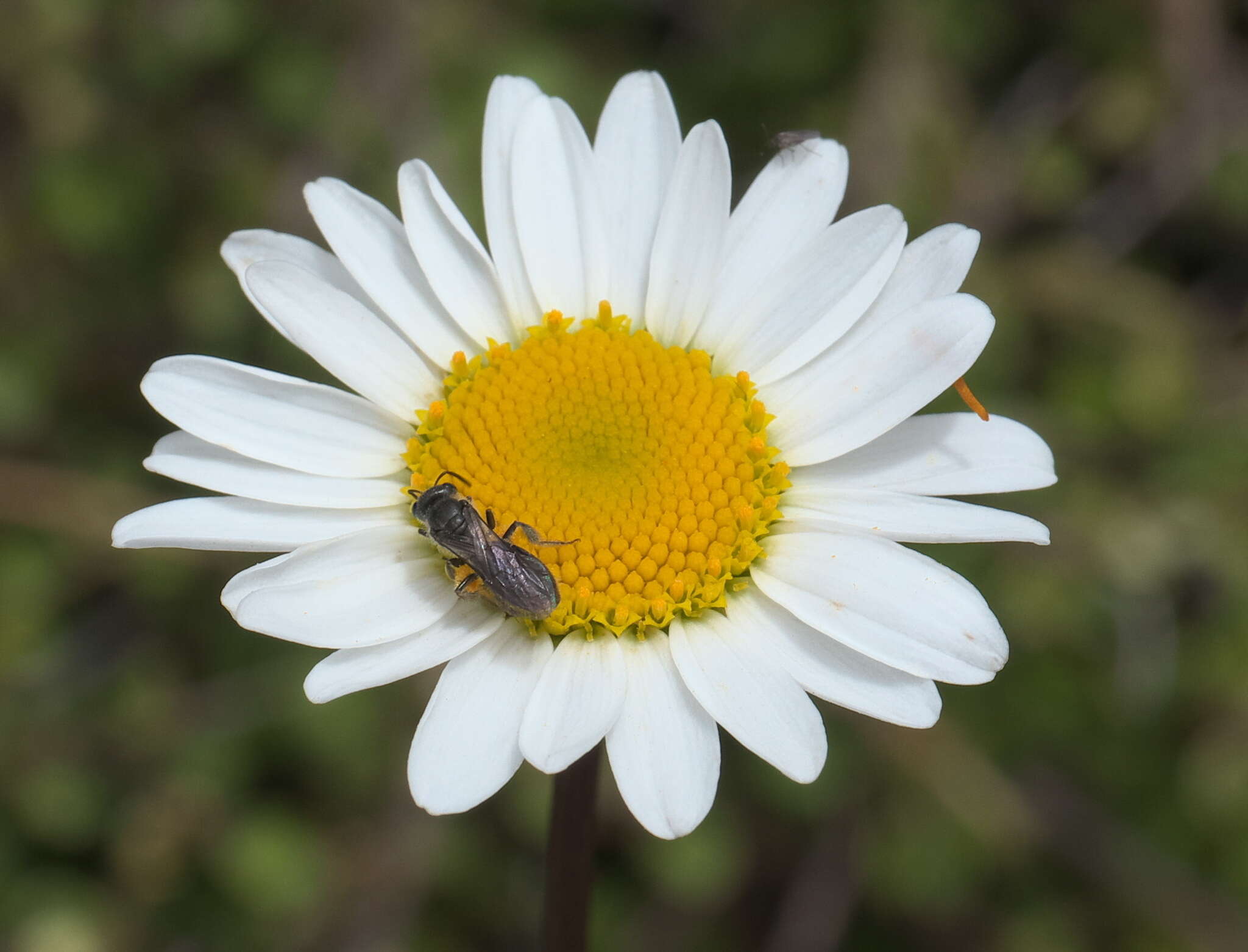 Lasioglossum sordidum (Smith 1853) resmi