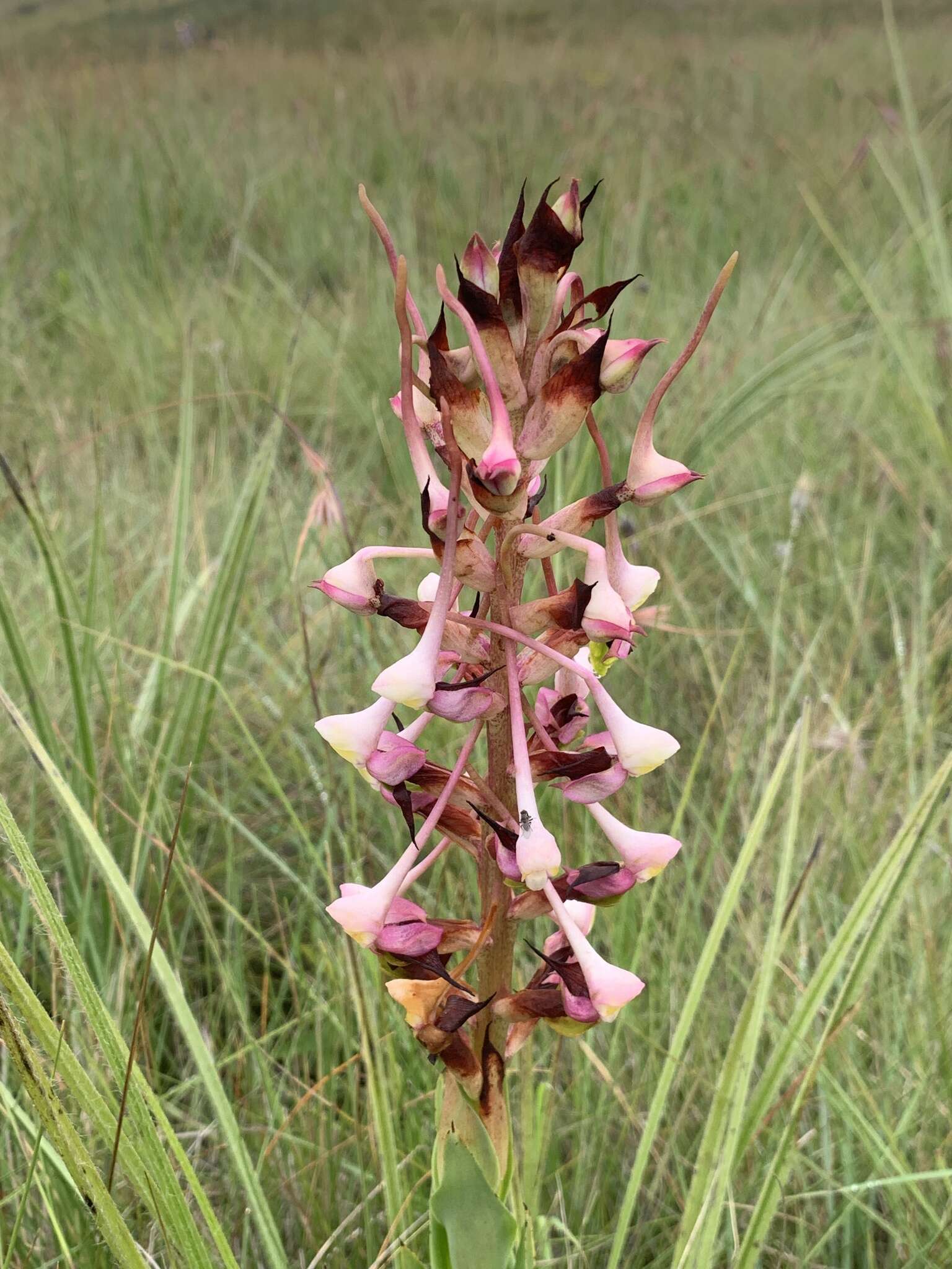 Image de Disa cooperi Rchb. fil.