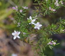 Image of Philotheca salsolifolia subsp. salsolifolia