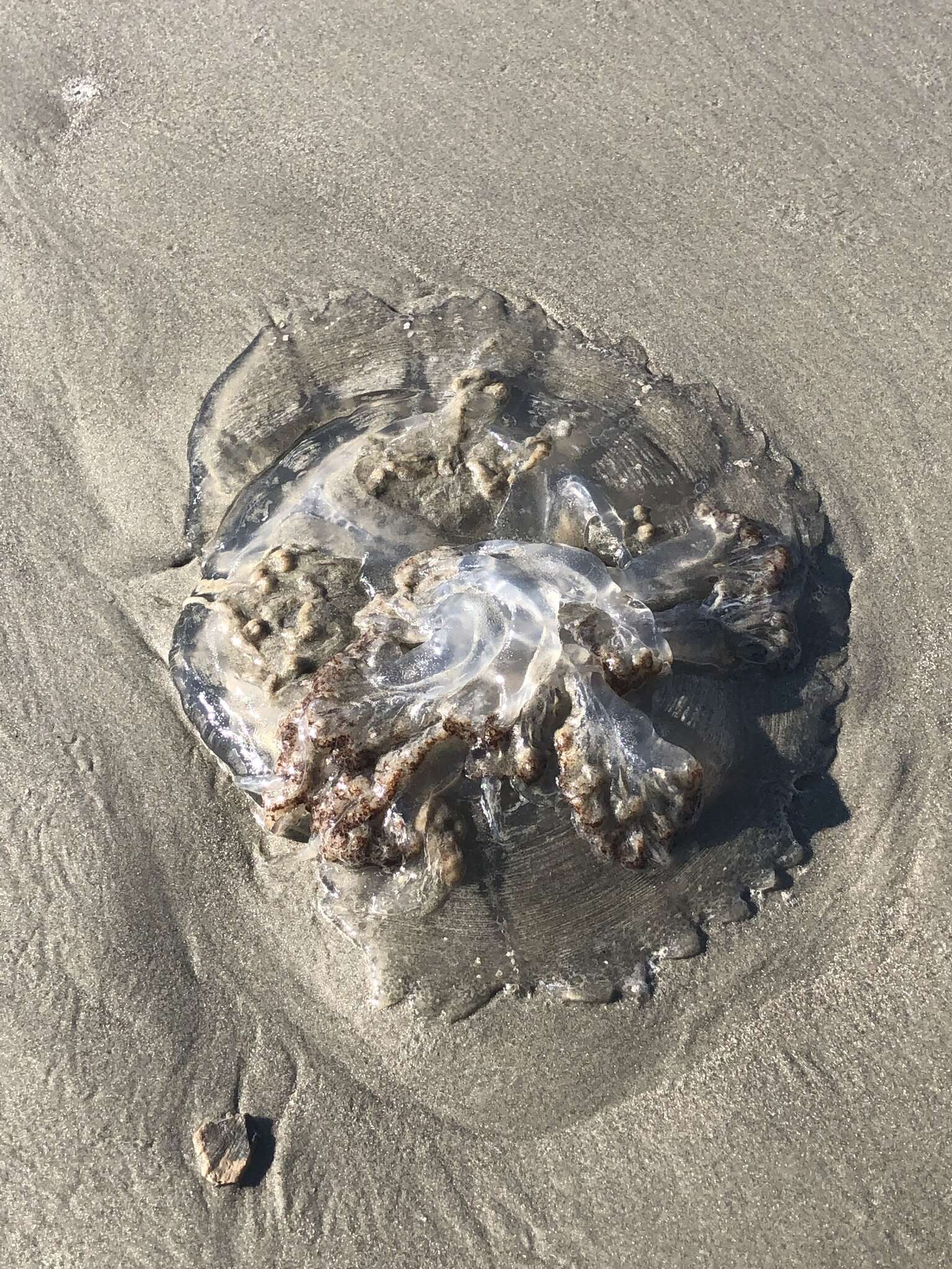 Image of mushroom cap jellyfish