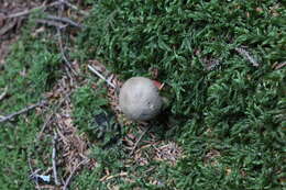 Image of Scarlet-stemmed Bolete