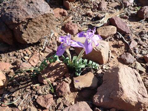 Image of Moraea pritzeliana Diels