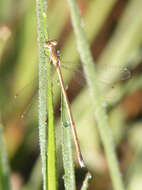 Image of Pallid Spreadwing